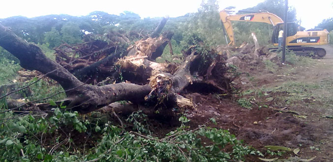 Abattage d’arbres centenaires : les habitants de Mon-Choisy obtiennent gain de cause