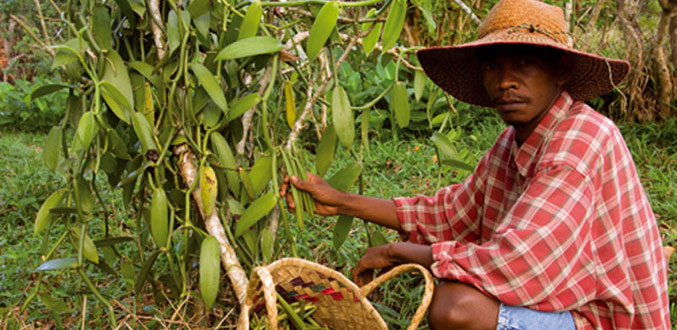 Economie : Redressement de l''exportation de la vanille malgache par un groupe indien