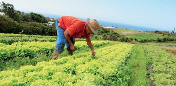 Recensement agricole : La Réunion gagne en productivité