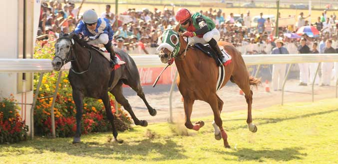 Hippisme : La Foce surprend Legal Maxim