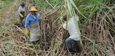Coopératives : La Small Planters Association veut se lancer dans la production de l’éthanol