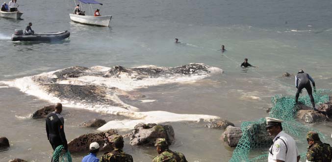 Baleine morte à Albion : remorquage réussi du cadavre hors du lagon