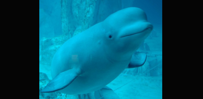 Plus de cent baleines bélugas piégées par la banquise