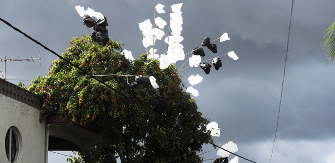 Subvention de filets protecteurs  pour arbres fruitiers : le délai étendu jusqu’au 31 mars