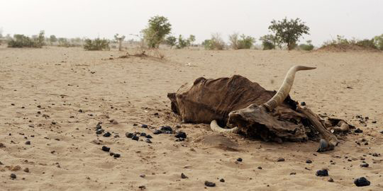 Sept millions de personnes frappées par la crise alimentaire au Sahel