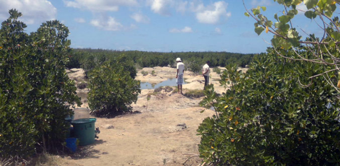 Zone côtière naturelle : inauguration d’un troisième site Ramsar à Pointe-d’Esny