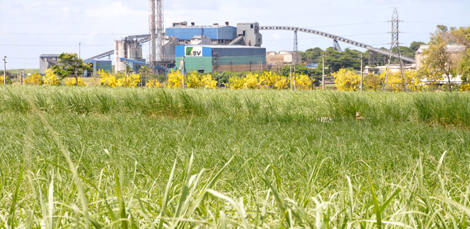 Surplus de la production de sucre : les producteurs inquiets de l’impact sur le prix