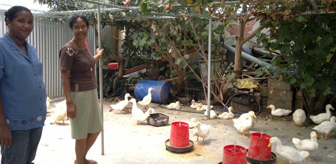 Terre de Paix : l’élevage de canards pour inciter les plus démunis à se prendre en charge