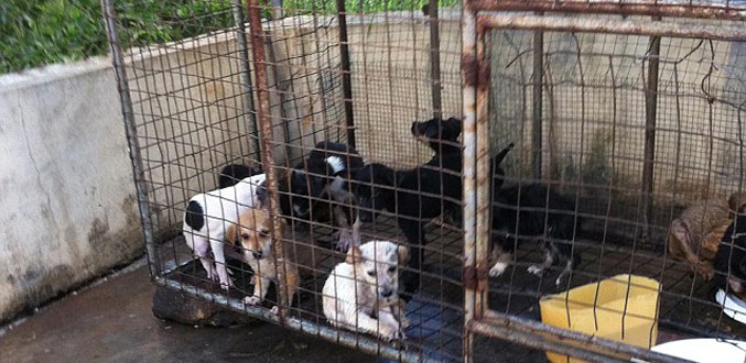 Le Daily Mail dénonce la campagne d’élimination des chiens errants de la MSPCA