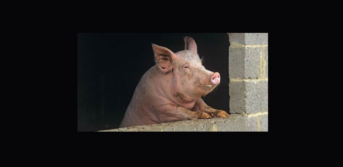 Après Paul le poulpe, un cochon ukrainien va prédire les résultats de l''Euro 2012