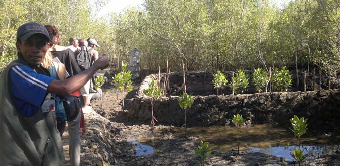 A Madagascar : la mangrove ultime recours de certains villages face à la montée des eaux