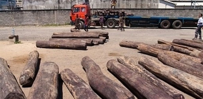 Trafic de bois de rose : le gouvernement fait appel à une firme étrangère pour enquêter