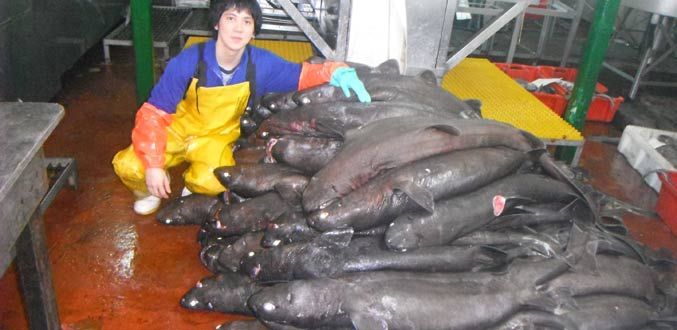 De nouvelles espèces de requins découvertes par un Américain au sud de Maurice