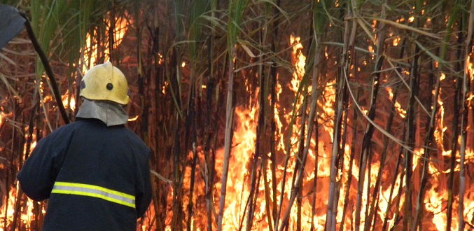 L’incendie dans le Nord maîtrisé, 500 arpents de cannes ravagés