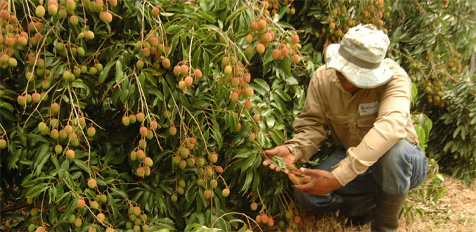 Letchis : récolte et exportation seront en hausse pour 2012