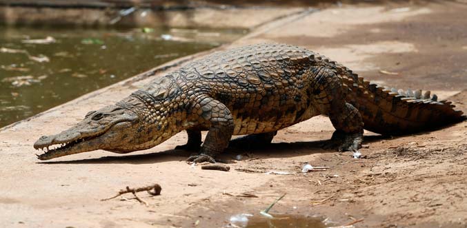Exportation: filière crocodile en voie de disparition à Madagascar