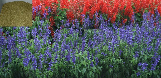 La Salvia, plante aux effets psychotropes du Mexique en vente à Rs 4 000 le gramme