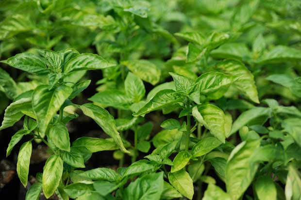 Cultiver et cuisiner : les herbes aromatiques
