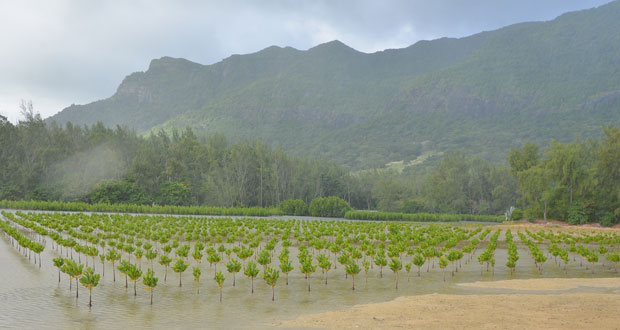 Le Morne : la plantation des palétuviers porte ses fruits