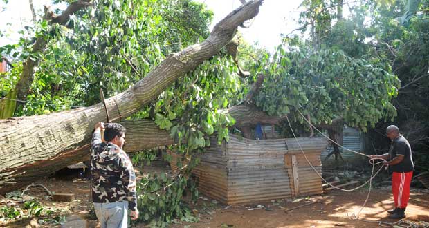 Pamplemousses : réveillés par un arbre qui s’est abattu sur leur maison