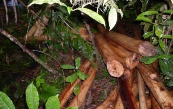 Madagascar : vers la fin de l’interdiction du commerce de bois de rose 