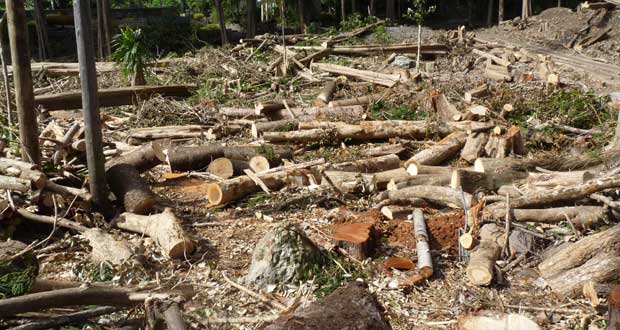 Forêt de Solitude: controverse politique autour de la vente du bois mahogany 