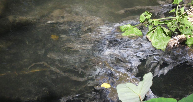 Déversement d’eaux usées : Alteo sommée de nettoyer la rivière Constance