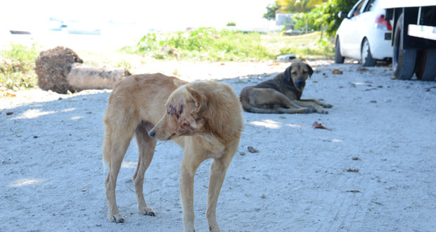 Plusieurs chiens empoisonnés à Macondé