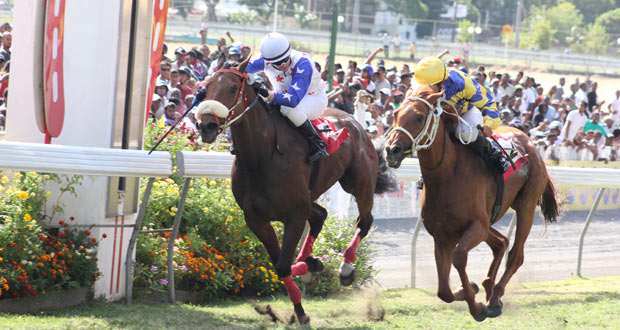Hippisme – 33e journée Code Rock et Rudi Rocks font dead heat 