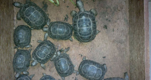 Vol de tortues au jardin de Pamplemousses: un suspect arrêté
