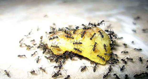 Averses: gare à l’invasion de fourmis