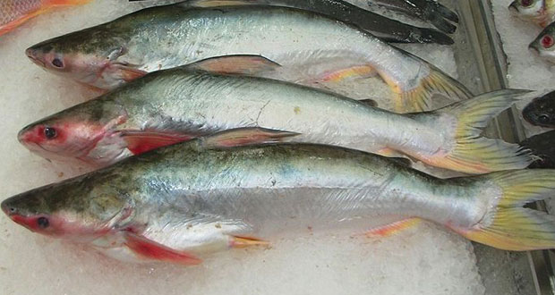 Poisson controversé, le pangasius réintroduit sur le marché
