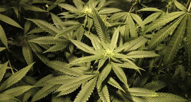 En mission, des pompiers trouvent 1000 plants de cannabis