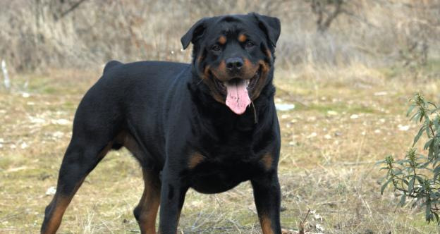 Mordu à la jambe et au ventre par le rottweiler de son ami 