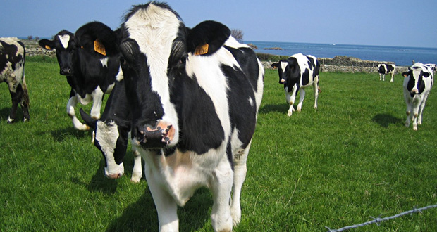 Ile de la Réunion: vingt vaches foudroyées