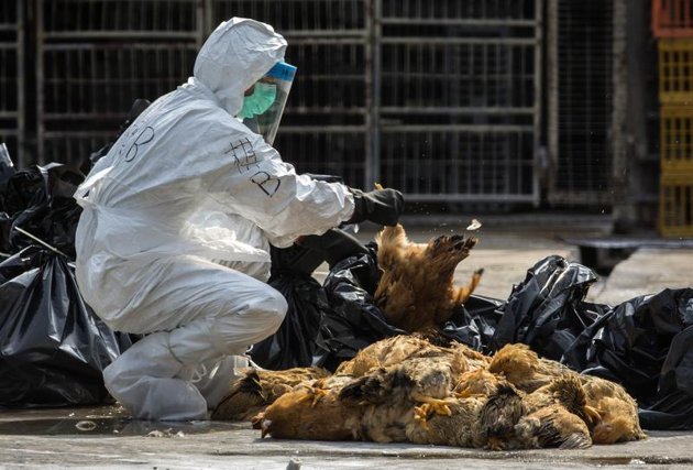 Nouveau décès dû à la grippe aviaire H7N9 à Hong Kong
