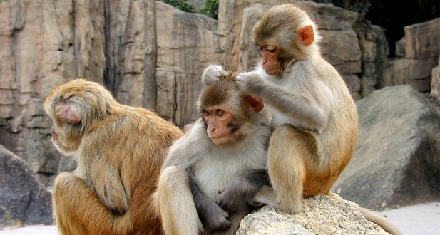 Maltraitance de macaques: une ferme mauricienne montrée du doigt 