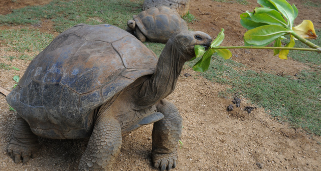 Sur le web: la vidéo d’une tortue maltraitée au parc La Vanille suscite de vives réactions