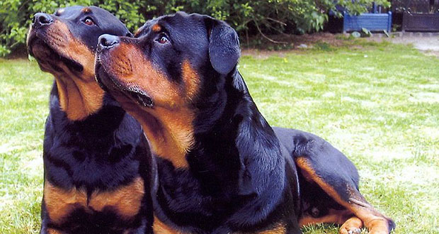 Arrêté pour avoir volé trois chiots Rottweiller