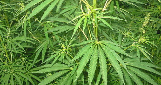 La vente de cannabis a rapporté $2,1 millions au Colorado en un mois