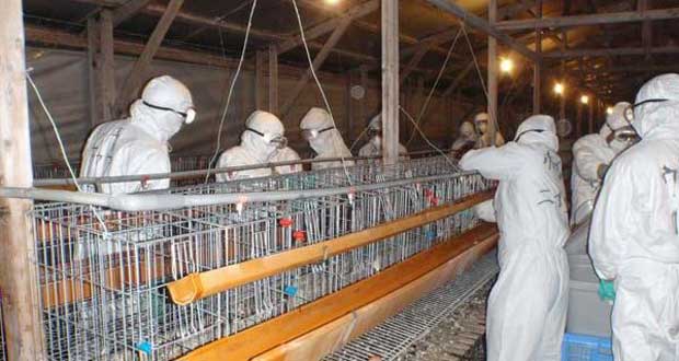 Premiers cas de grippe aviaire au Japon depuis 2011