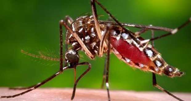 Risque d’épidémie de dengue pendant la Coupe du monde au Brésil