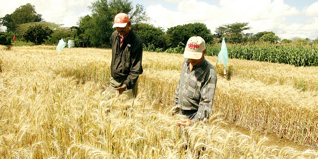 La FAO épingle le ministère de l’Agro-industrie
