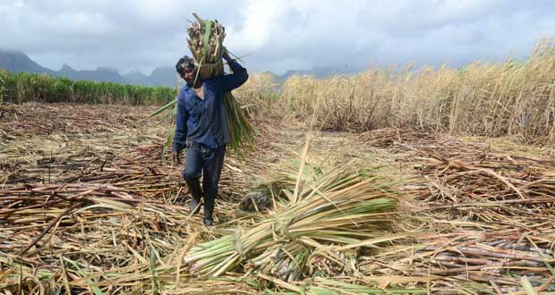 Sucre: L’Etat octroie Rs 2 000 de subsides par tonne aux petits planteurs