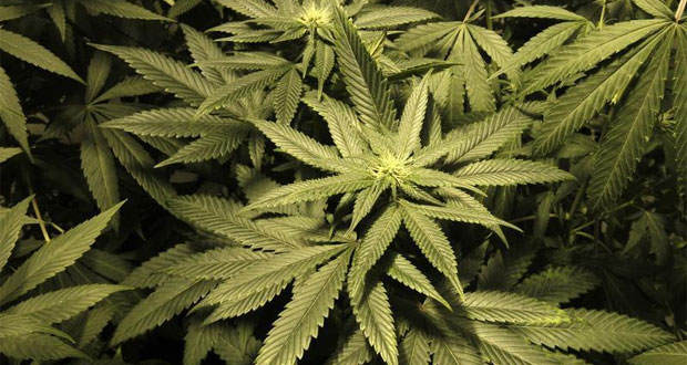 Le cannabis à usage médical sera autorisé dans l'Etat de New York