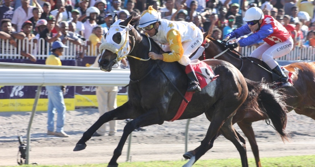 Hippisme – 16e journée : Diamond Light signe une 11e victoire