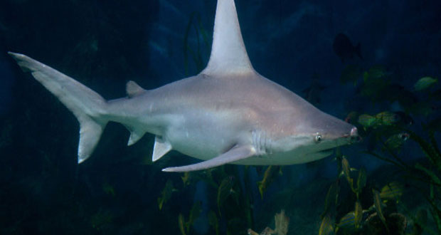 Les requins blancs plus nombreux sur la côte Atlantique des USA