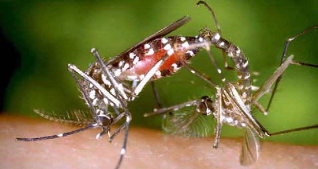 La Réunion: des moustiques stériles contre les épidémies