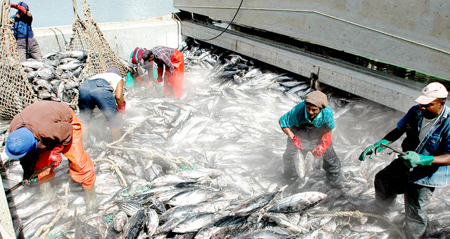 Pourquoi importe-t-on du poisson?