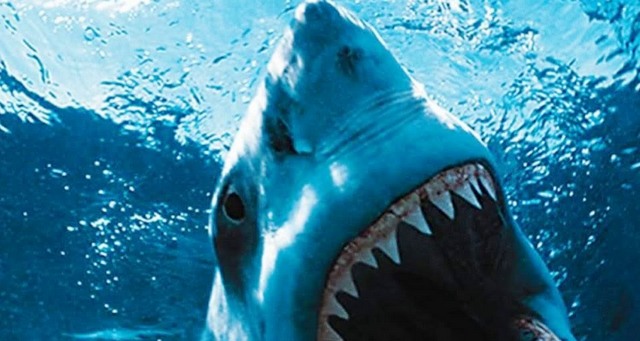 Los Angeles: un requin ramené par un pêcheur mord un nageur 